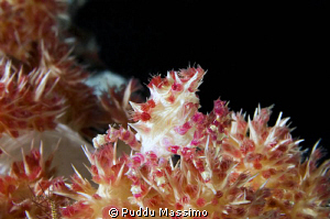 nikon d2x 60mm macro by Puddu Massimo 